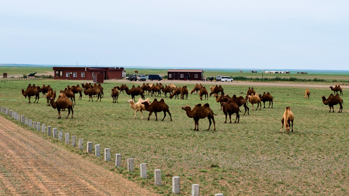 Fencing and livestock